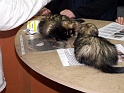 Heimtiermesse 2009   105